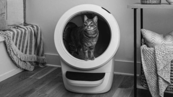 Cat inside litter robot