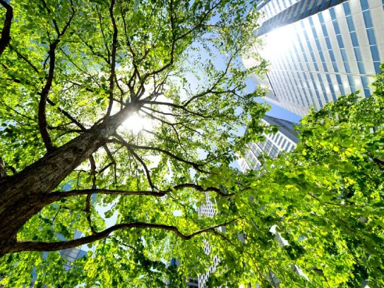Tree besides a building with the sun above it